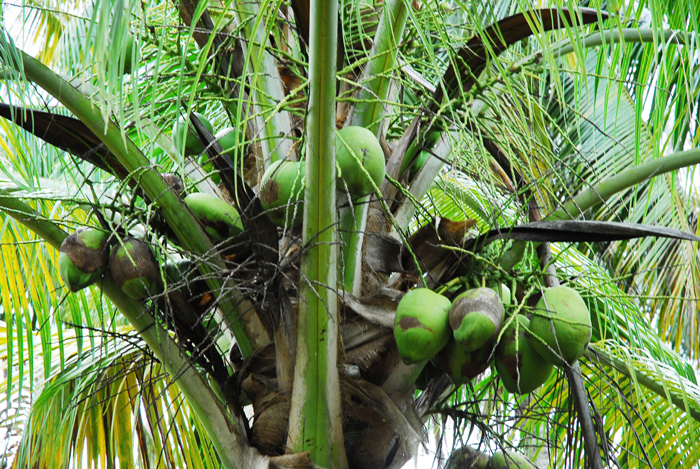 coco propiedades
