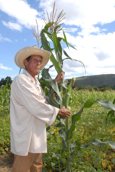 cultivo valle3