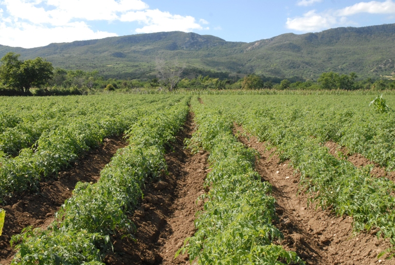 cultivos valle2