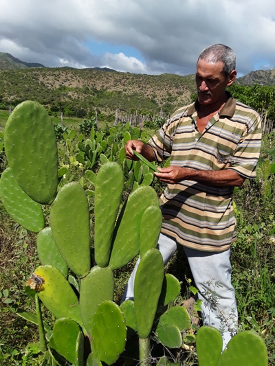 imias nopal forrajero