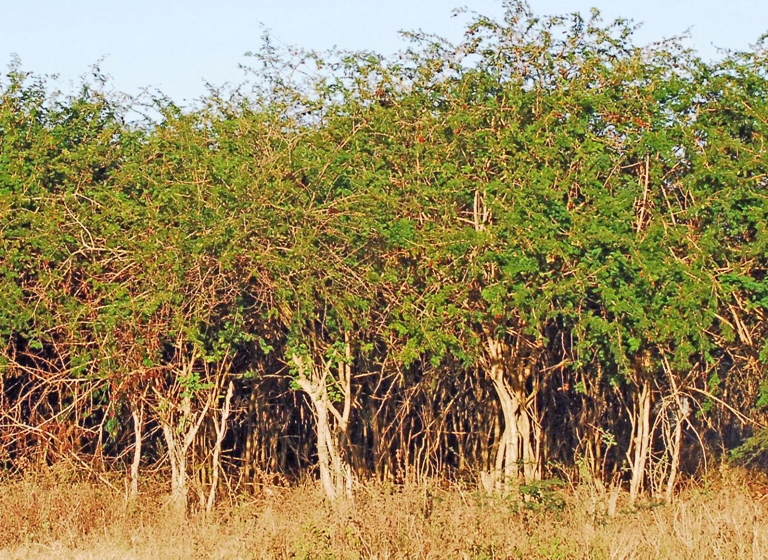marabu