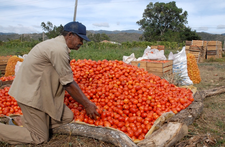 tomatazo valle caujeri2