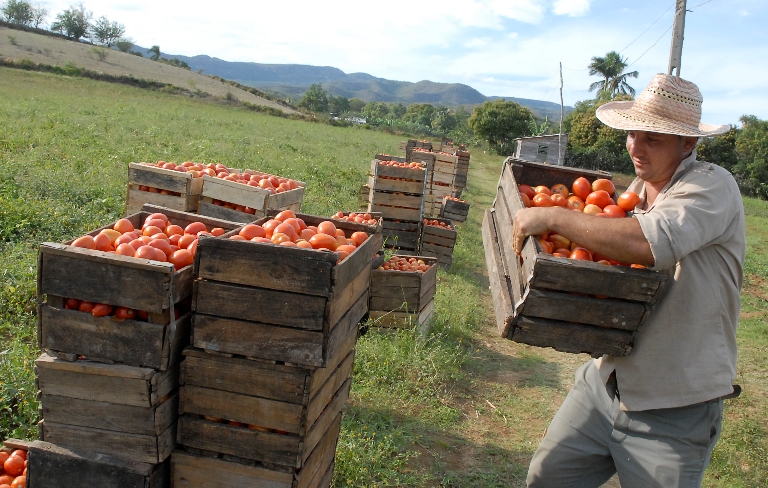 tomatazo valle caujeri3