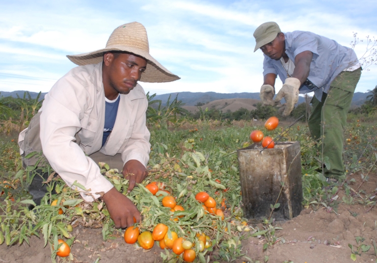 tomatazo valle caujeri5