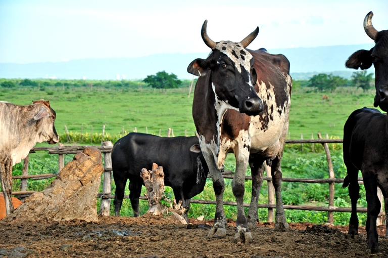 vacas