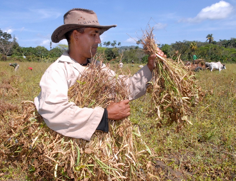 yateras produccion alimentos