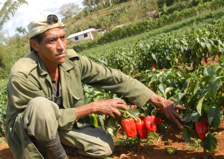 yateras produccion alimentos3