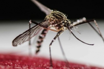 mosquit aed