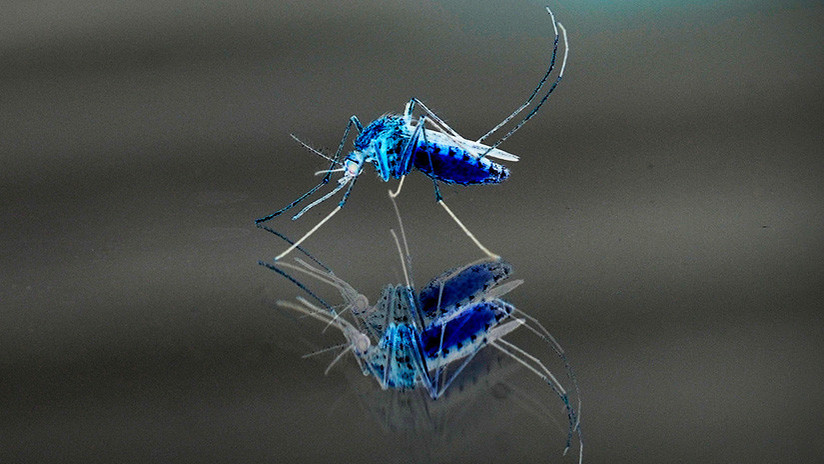 mosquito asesino