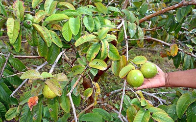 -frutales-guayaba
