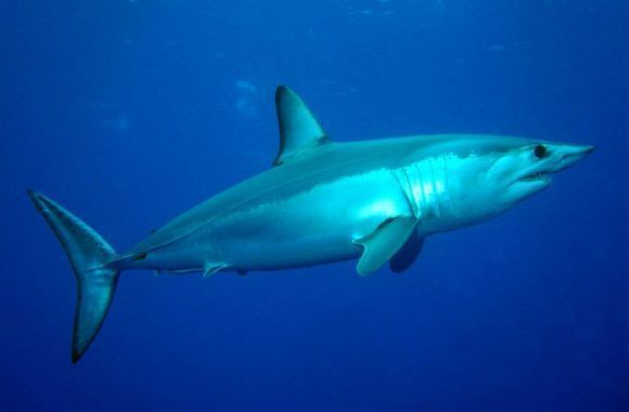Isurus 696x456 580x380