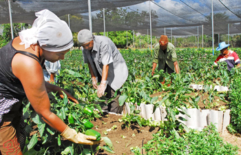 agricultura urbana