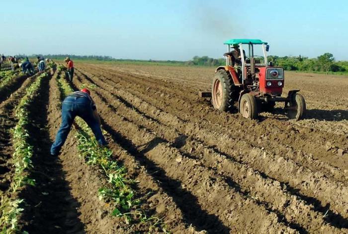 campesinos ciltuvan