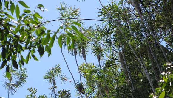coccothrinax-rigida