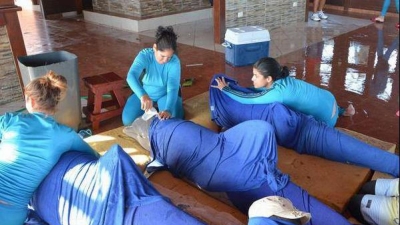 delfines sanos