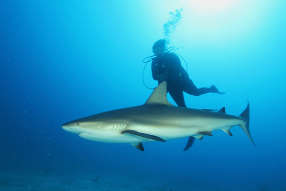 tiburones-cuba