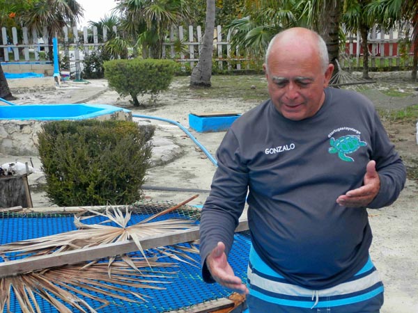 tortugas marinas rdm 0