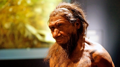 neandertal