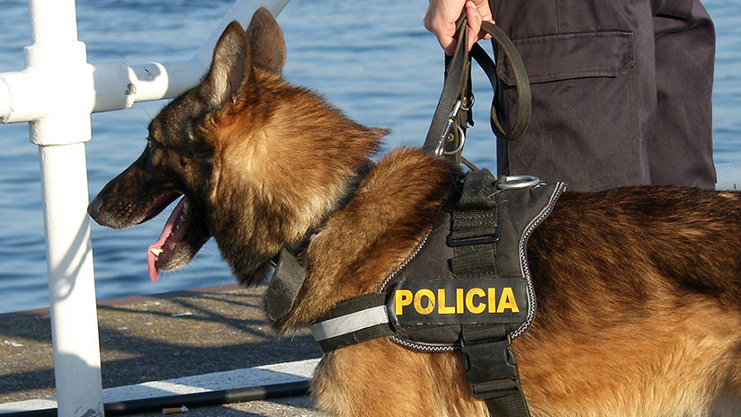 perra policia