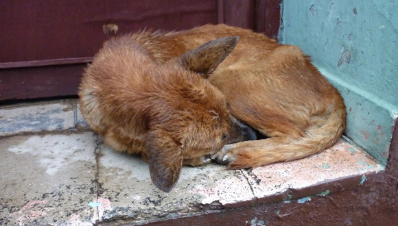 perros callejeros 8