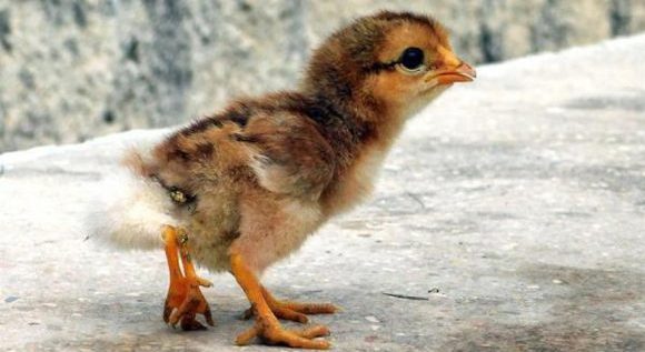 pollo con cuatro patas sorprende 0 0 600 373 e1587064592152 580x317
