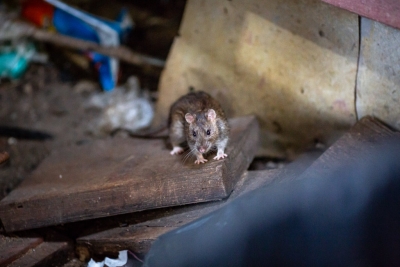 ratas reas