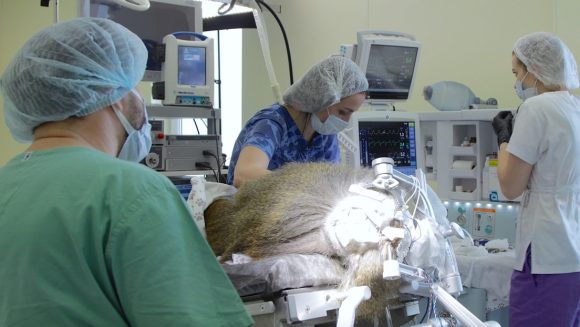 rusia mono operacion vista 580x327