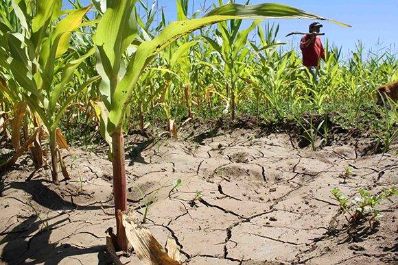agricultura sequia cambio climatico medio ambiente 580x387