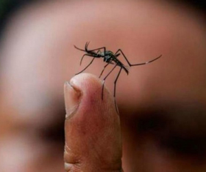zika mosquito dedo
