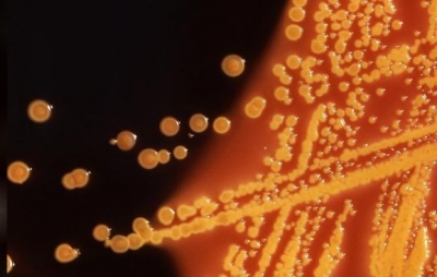 suerbacteria
