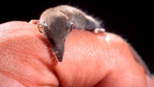 suncus struscus