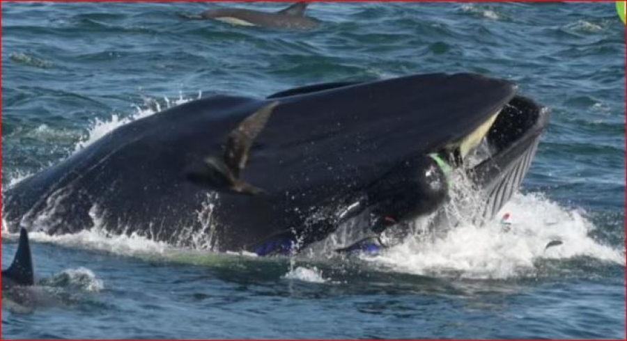 ballena trago buzo