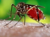 En Matanzas, intensifican acciones ante presencia de Chikungunya
