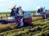 Proyecta la Agricultura ampliar estrategias de siembra de arroz en 2026
