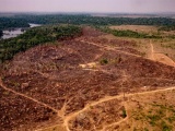 Brasil redujo en 42 por ciento las pérdidas forestales durante 2025